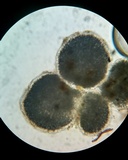 Bulbillomyces farinosus image
