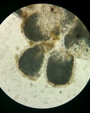 Bulbillomyces farinosus image