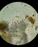 Bulbillomyces farinosus image