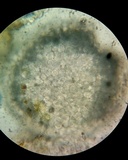 Bulbillomyces farinosus image