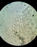 Bulbillomyces farinosus image