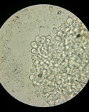 Bulbillomyces farinosus image