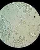 Bulbillomyces farinosus image