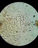 Bulbillomyces farinosus image