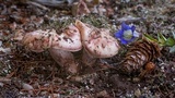Hygrophorus purpurascens image