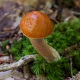 Leccinum longicurvipes image