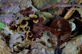Coltricia cinnamomea image