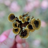 Coltricia cinnamomea image