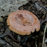 Lactarius vinaceorufescens image