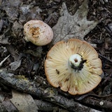 Lactarius vinaceorufescens image
