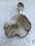 Amanita aestivalis image