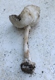 Amanita aestivalis image