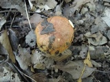 Tricholoma fulvum image