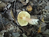 Tricholoma fulvum image