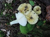 Russula cyanoxantha image