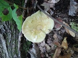 Russula cyanoxantha image