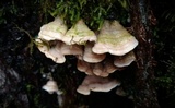 Steccherinum ochraceum image