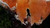 Steccherinum ochraceum image
