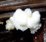 Lentinus copulatus image