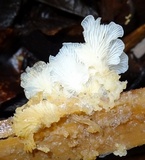 Lentinus copulatus image