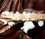 Lentinus copulatus image