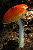 Amanita parcivolvata image