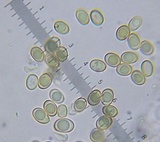 Phlebopus beniensis image