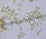Phlebopus beniensis image
