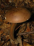 Tylopilus plumbeoviolaceus image