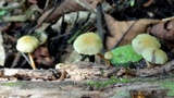 Hypholoma subviride image