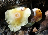 Hypholoma subviride image