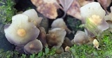 Hypholoma subviride image