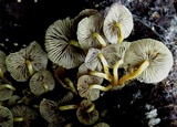 Hypholoma subviride image