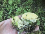 Postia ptychogaster image