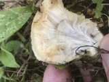 Postia ptychogaster image