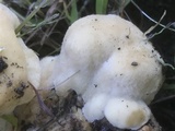 Postia ptychogaster image