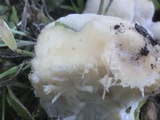 Postia ptychogaster image