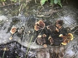 Gloeophyllum sepiarium image