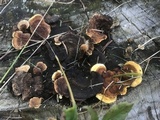 Gloeophyllum sepiarium image