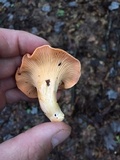 Cantharellus velutinus image