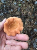 Cantharellus velutinus image