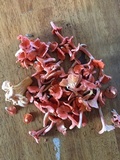 Cantharellus corallinus image