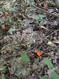 Cantharellus corallinus image