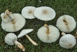 Leucocoprinus cepistipes image