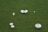 Leucocoprinus cepistipes image