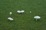 Leucocoprinus cepistipes image