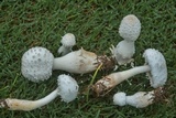 Leucocoprinus cepistipes image