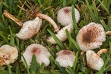 Leucoagaricus americanus image