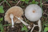 Leucocoprinus longistriatus image