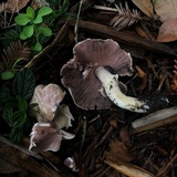 Agaricus californicus image